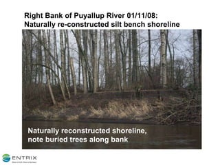 Right Bank of Puyallup River 01/11/08:  Naturally re-constructed silt bench shoreline Naturally reconstructed shoreline, note buried trees along bank 