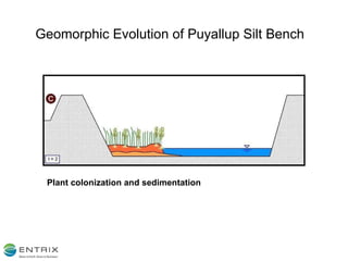 Geomorphic Evolution of Puyallup Silt Bench Plant colonization and sedimentation 