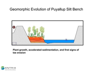 Geomorphic Evolution of Puyallup Silt Bench Plant growth, accelerated sedimentation, and first signs of toe erosion 