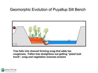 Geomorphic Evolution of Puyallup Silt Bench Tree falls into channel forming snag that adds toe roughness.  Fallen tree straightens out getting “pistol butt trunk”, snag and vegetation reverses erosion 