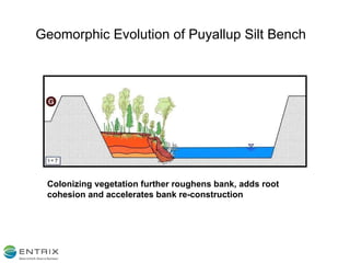 Geomorphic Evolution of Puyallup Silt Bench Colonizing vegetation further roughens bank, adds root cohesion and accelerates bank re-construction 