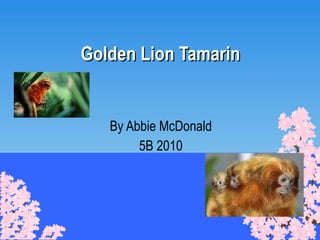 Golden Lion Tamarin By Abbie McDonald 5B 2010 