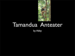 Tamandua Anteater
       by Abby
 