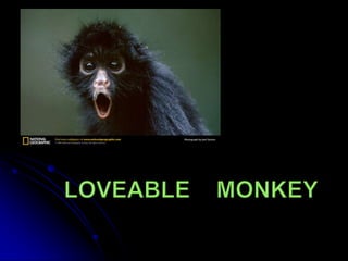 Loveable    Monkey 
