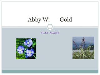 Flax plant Abby W.       Gold 