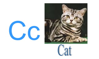 Cc Cat