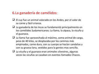 6.La ganadería de camélidos:
 El cuy fue un animal valorado en los Andes, por el valor de
su carne y fácil crianza.
 La ganadería de los Incas se fundamentó principalmente en
los camélidos Sudamericanos: La llama, la alpaca, la vicuña y
el guanaco.
 La llama fue aprovechada al máximo, como animal de carga,
peso de 40 kilos, se desplazaba por los caminos más
empinados, carne dura, con su cuerpo se hacían sandalias y
con su gruesa lana, vestidos para la gentes mas sencilla.
 La vicuña y el guanaco eran animales silvestres, algunas
veces las vicuñas se cazaban en eventos llamados Chacos.

 
