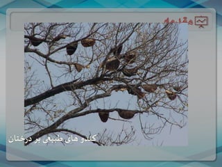 ‫ختان‬‫ر‬‫د‬ ‫بر‬ ‫طبیعی‬ ‫های‬ ‫کندو‬
 