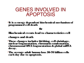 GENES INVOLVED IN
APOPTOSIS
•It is a energy dependent biochemical mechanismof
programmed cell death
Or
Biochemical events lead to characteristics cell
changes and death
•These changes includes blebbing, cell shrinkage,
nuclearfragmentation, chromatin condensation,
chromosomal DNA fragmentation & global mRNA
decay.
•The average adult human loss 50-70 billion cells
each day due to apoptosis.
 