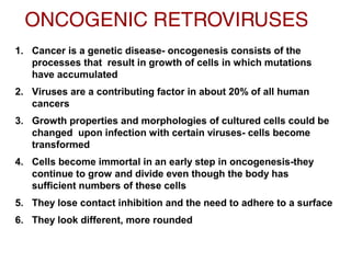 ONCOGENIC RETROVIRUSES
1. Cancer is a genetic disease- oncogenesis consists of the
processes that result in growth of cells in which mutations
have accumulated
2. Viruses are a contributing factor in about 20% of all human
cancers
3. Growth properties and morphologies of cultured cells could be
changed upon infection with certain viruses- cells become
transformed
4. Cells become immortal in an early step in oncogenesis-they
continue to grow and divide even though the body has
sufficient numbers of these cells
5. They lose contact inhibition and the need to adhere to a surface
6. They look different, more rounded
 