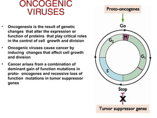 • Oncogenesis is the result of genetic
changes that alter the expression or
function of proteins that play critical roles
in the control of cell growth and division
• Oncogenic viruses cause cancer by
inducing changes that affect cell growth
and division
• Cancer arises from a combination of
dominant gain of function mutations in
proto- oncogenes and recessive loss of
function mutations in tumor suppressor
genes
ONCOGENIC
VIRUSES
 