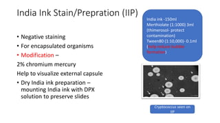 Infed Injection Stain laboratory diagnosis of fungal inections | PPTX