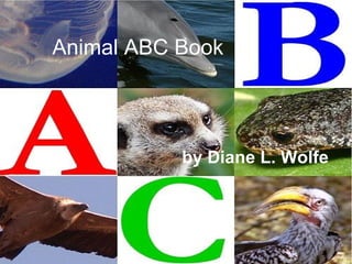 Animal ABC Book by Diane L. Wolfe 