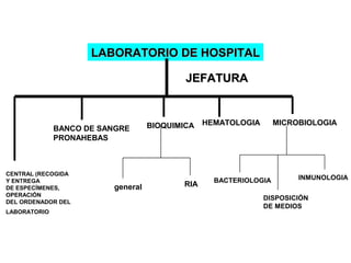 LABORATORIO DE HOSPITAL

                                           JEFATURA


                                   BIOQUIMICA   HEMATOLOGIA       MICROBIOLOGIA
              BANCO DE SANGRE
              PRONAHEBAS



CENTRAL (RECOGIDA
Y ENTREGA                                         BACTERIOLOGIA        INMUNOLOGIA
DE ESPECÍMENES,          general          RIA
OPERACIÓN
                                                              DISPOSICIÓN
DEL ORDENADOR DEL
                                                              DE MEDIOS
LABORATORIO
 