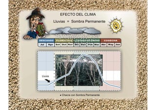 EFECTO DEL CLIMA
Lluvias = Sombra Permanente
Chacra con Sombra Permanente
Lluvia
 