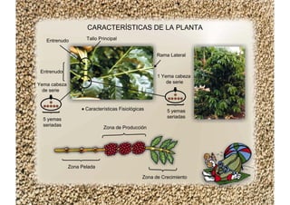 CARACTERÍSTICAS DE LA PLANTA
Características Fisiológicas
Zona de Producción
Zona Pelada
Zona de Crecimiento
5 yemas
seriadas
5 yemas
seriadas
1 Yema cabeza
de serie
1 Yema cabeza
de serie
Entrenudo
Entrenudo Tallo Principal
Rama Lateral
 