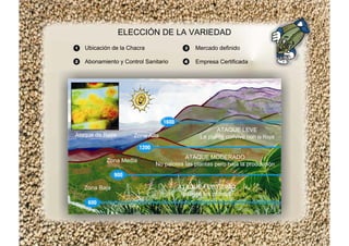 ELECCIÓN DE LA VARIEDAD
Ubicación de la Chacra
Abonamiento y Control Sanitario
Mercado definido
Empresa Certificada
Ataque de Roya
ATAQUE LEVE
La planta convive con la RoyaZona Alta
Zona Media
ATAQUE MODERADO
No palotea las plantas pero baja la producción
Zona Baja ATAQUE FORTÍSIMO
palotea las plantas
 