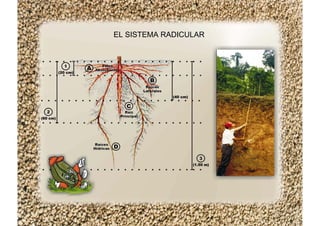 EL SISTEMA RADICULAR
 