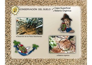 Desarrollo de los Pelos Absorbentes
Materia orgánica
CONSERVACIÓN DEL SUELO =
Capa Superficial
Materia Orgánica
 