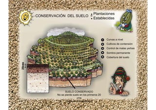 Curvas a nivel
Cultivos de contensión
Control de malas yerbas
Sombra permanente
Cobertura del suelo
SUELO CONSERVADO
No se pierde suelo en los primeros 20
cms
(Zona de Alimentación)
CONSERVACIÓN DEL SUELO =
Plantaciones
Establecidas
 