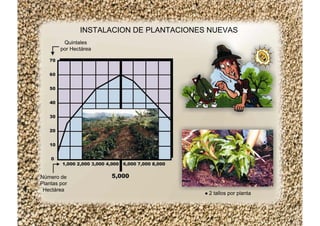 INSTALACION DE PLANTACIONES NUEVAS
Quintales
por Hectárea
Número de
Plantas por
Hectárea
2 tallos por planta
 