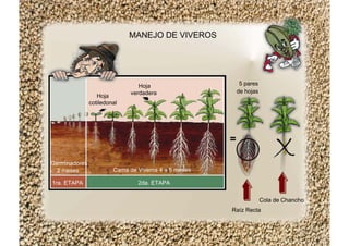 MANEJO DE VIVEROS
Raíz Recta
Cola de Chancho
2da. ETAPA
Cama de Viveros 4 a 5 meses
1ra. ETAPA
Germinadores
2 meses
5 pares
de hojas
Hoja
verdadera
Hoja
cotiledonal
 