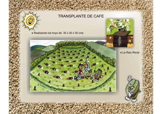TRANSPLANTE DE CAFE
Realizando los hoyo de 30 x 30 x 30 cms
La Raiz Recta
 