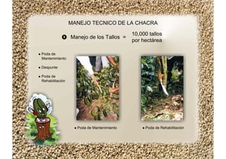 Poda de
Mantenimiento
Despunte
Poda de
Rehabilitación
MANEJO TECNICO DE LA CHACRA
Poda de Mantenimiento Poda de Rehabilitación
Manejo de los Tallos =
10,000 tallos
por hectárea
 