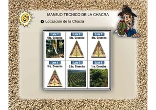Lotización de la Chacra
MANEJO TECNICO DE LA CHACRA
 