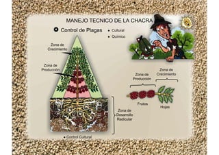 MANEJO TECNICO DE LA CHACRA
Cultural
Químico
Control de Plagas
Zona de
Crecimiento
Zona de
Producción
Zona de
Desarrollo
Radicular
Control Cultural
Zona de
Producción
Zona de
Crecimiento
Frutos
Hojas
 