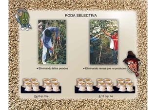 PODA SELECTIVA
Eliminando tallos pelados Eliminando ramas que no producen
De 8 qq / ha A 12 qq / ha
 