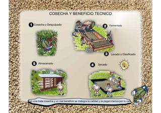 COSECHA Y BENEFICIO TECNICO
Cosecha y Despulpado Fermentado
Lavado y Clasificado
SecadoAlmacenado
Con una mala cosecha y un mal beneficio se malogra la calidad y te pagan menos por tu cafe
 