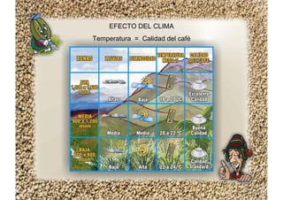EFECTO DEL CLIMA
Temperatura = Calidad del café
 