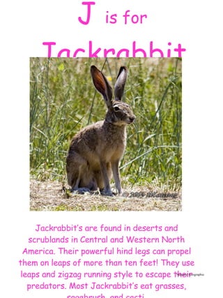 Jack Rabbit Predators Abc Mammals | PPT