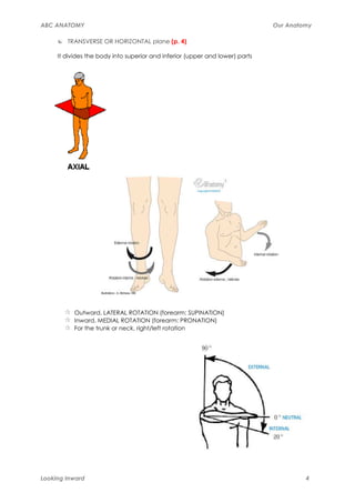 ABC ANATOMY                                                                   Our Anatomy

        TRANSVERSE OR HORIZONTAL plane (p. 4)

     It divides the body into superior and inferior (upper and lower) parts




           Outward, LATERAL ROTATION (forearm: SUPINATION)
           Inward, MEDIAL ROTATION (forearm: PRONATION)
           For the trunk or neck, right/left rotation




Looking Inward                                                                         4
 