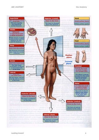 ABC ANATOMY      Our Anatomy




Looking Inward            6
 