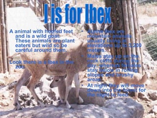 A animal with hoofed feet
and is a wild goat.
These animals are plant
eaters but wild so be
careful around them.
Look there is a ibex in the
zoo.
• Alpine ibex are
mountain animals
usually living at
elevations up to 3,200
meters.
• Males stay up on the
rock cliffs during the
day, whereas females
stay below in rolling
slopes and brushy
areas
• At night they will move
down into the forest for
the night to feed.
 