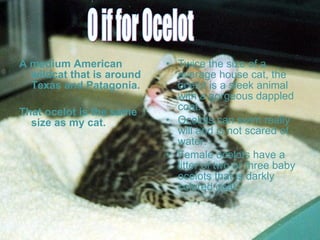 A medium American
wildcat that is around
Texas and Patagonia.
That ocelot is the same
size as my cat.
• Twice the size of a
average house cat, the
ocelot is a sleek animal
with a gorgeous dappled
coat.
• Ocelots can swim really
will and is not scared of
water.
• Female ocelots have a
litter of two or three baby
ocelots that is darkly
colored coat.
 