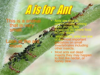 This is a animal
that is very
small.
Look at the ant
move.
• Ants are able to
communicate, among
other things, like
directions (to where food
is) and alarm.
• World wide, ants are one
of the most important
predators on small
invertebrates including
other insects.
• Most ants eat dead
insects they may happen
to find like nectar, or
honey dew.
 