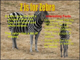 A zebra may be just a
striped horse but
has a lot black and
white stripes.
That zebra has a lot of
stripes.
Interesting Facts
• Did you know that no
zebra has the same
stripes? They are
completely different.
• They live groups of
zebras.
• Some fight for food,
protection, or want to
be leader.
 