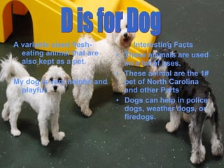 A variable sized flesh-
eating animal that are
also kept as a pet.
My dog is very helpful and
playful.
Interesting Facts
• These animals are used
an a lot of uses.
• These animal are the 1#
pet of North Carolina
and other Parts
• Dogs can help in police
dogs, weather dogs, or
firedogs.
 