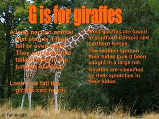 A long necked animal
that stands 4 feet
tall or even more.
They can reach the
tallest trees in the
jungles of Africa
Look how tall the
giraffe can reach.
• Most giraffes are found
in southern Ethopia and
northern Kenya.
• The reddish spot on
their hides look it been
caught in a large net.
• Giraffes are classified
by their splotches in
their hides.
 