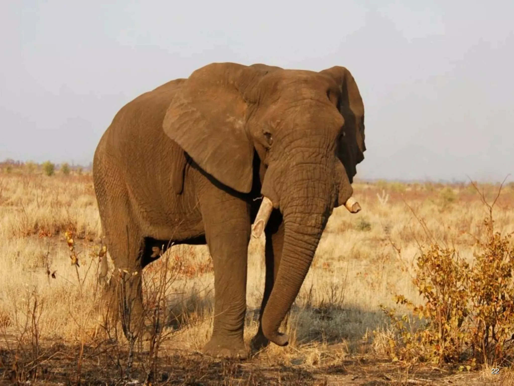 The blind men and the
       elephant

                        22
 