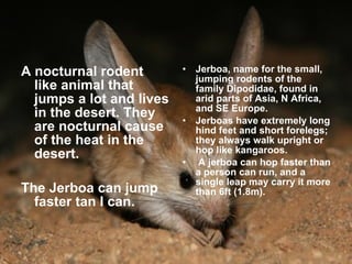 A nocturnal rodent like animal that jumps a lot and lives in the desert. They are nocturnal cause of the heat in the desert. The Jerboa can jump faster tan I can. Jerboa, name for the small, jumping rodents of the family Dipodidae, found in arid parts of Asia, N Africa, and SE Europe. Jerboas have extremely long hind feet and short forelegs; they always walk upright or hop like kangaroos. A jerboa can hop faster than a person can run, and a single leap may carry it more than 6ft (1.8m). 
