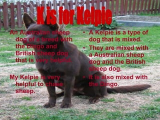 An Australian sheep dog of a breed with the Dingo and British sheep dog that is very helpful. My Kelpie is very helpful to chase sheep. A Kelpie is a type of dog that is mixed. They are mixed with a Australian sheep dog and the British sheep dog. It is also mixed with the Dingo . K is for Kelpie 