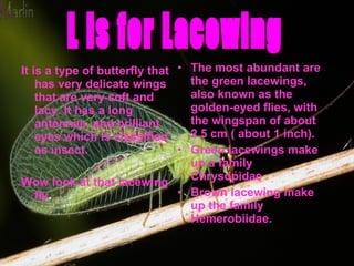 It is a type of butterfly that has very delicate wings that are very soft and lacy. It has a long antennae, and brilliant eyes which is classified as insect. Wow look at that lacewing fly . The most abundant are the green lacewings, also known as the golden-eyed flies, with the wingspan of about 2.5 cm ( about 1 inch). Green lacewings make up a family Chrysopidae Brown lacewing make up the family Hemerobiidae. L is for Lacewing 