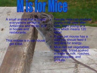 A small animal that is found everywhere except in Antarctica and Arctic. It is in homes and restaurants. That mouse is in our house get it out. Female mice can produce young in 60 days after birth, eight young at a time which means 120 mice! If your pet mouse has a cold you should feed it red wine for energy. Mice can eat vegetables, hay, oats, bread soaked in water or milk, roaches, grasshoppers, and crickets. M is for Mice 