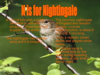 A type of bird with a pretty song that is soft and amazing. These birds live in parts of the world. The nightingale has a pretty song and it is beautiful. The common nightingale of England and western Europe,  Lucinda megarhynchos,  is   about 6 ½ in.(16.3 cm) long. It has a reddish- brown above and grayish-white below. Its famous song is delivered only by the male during breeding seasons, at any time in day or night. N is for Nightingale 