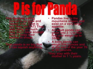 This bamboo eating animal is so slow and sleeps a lot. (That is why they are FAT) They also sleep so much they don’t have enough time to keep their bodies in shape. That panda is so big that it can squish anything. Pandas live in the mountains slopes and exist on a very large appetite. An adult panda can grow into 3 ½ to five feet and weigh up to 350lb. A baby panda can weigh five ounces and at the end of the year 70 or 80 pounds. *they stay with their mother in 1 ½ years. P is for Panda 