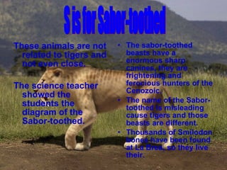 These animals are not related to tigers and not even close. The science teacher showed the students the diagram of the Sabor-toothed. The sabor-toothed beasts have a enormous sharp canines, they are frightening and ferocious hunters of the Cenozoic. The name of the Sabor-toothed is misleading cause tigers and those beasts are different. Thousands of Smilodon bones have been found at La Brea, so they live their. S is for Sabor-toothed 